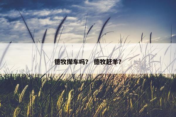 德牧撵车吗？ 德牧赶羊？