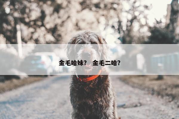 金毛哈妹？ 金毛二哈？