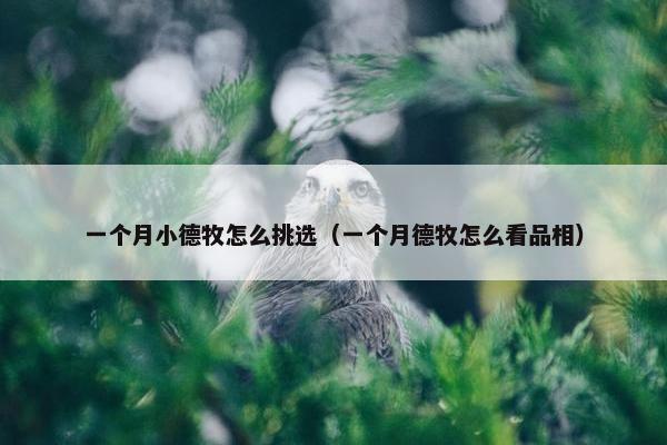 一个月小德牧怎么挑选（一个月德牧怎么看品相）