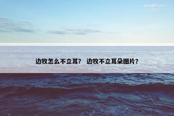 边牧怎么不立耳? 边牧不立耳朵图片? 边牧怎么不立耳? 边牧不立耳朵图片?