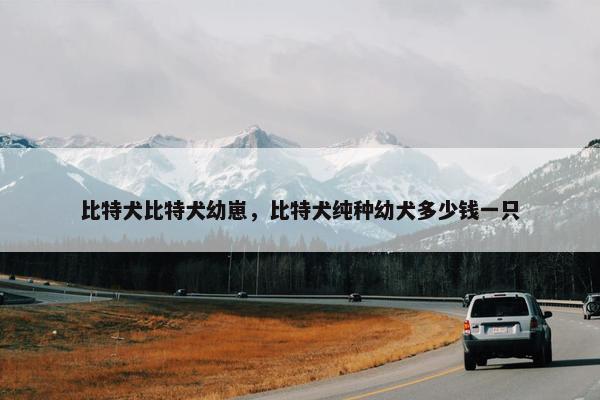 比特犬比特犬幼崽，比特犬纯种幼犬多少钱一只