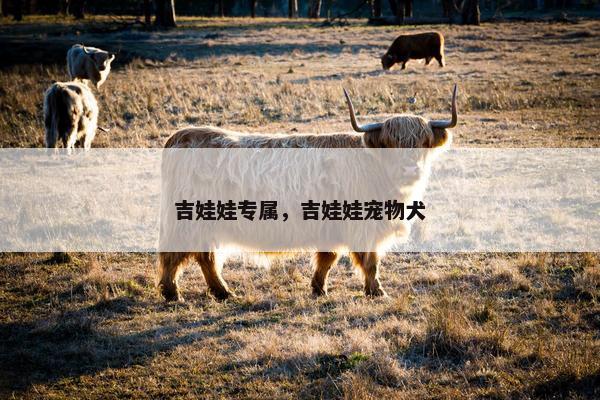 吉娃娃专属，吉娃娃宠物犬