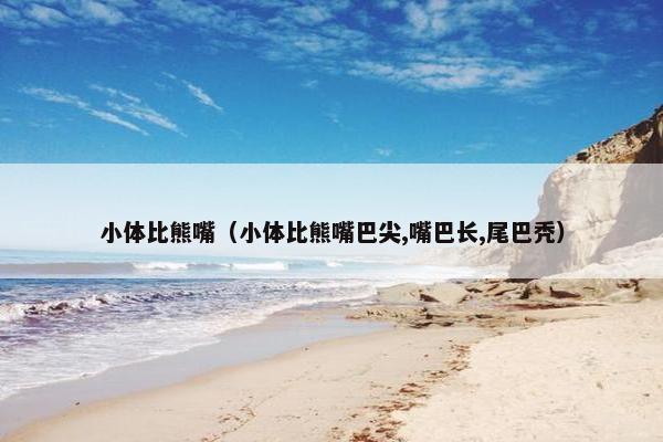 小体比熊嘴（小体比熊嘴巴尖,嘴巴长,尾巴秃）