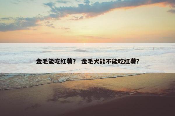 金毛能吃红薯？ 金毛犬能不能吃红薯？