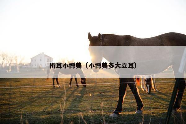 折耳小博美（小博美多大立耳）