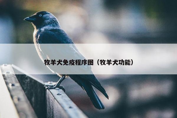 牧羊犬免疫程序图（牧羊犬功能）