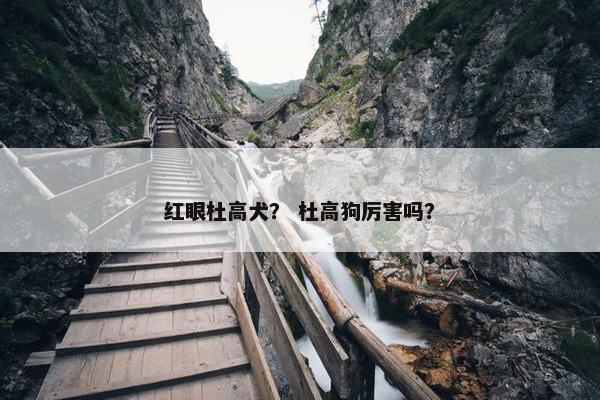 红眼杜高犬？ 杜高狗厉害吗？