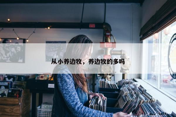 从小养边牧，养边牧的多吗