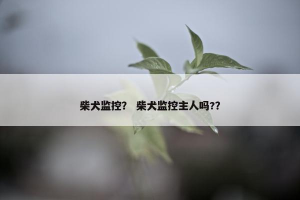 柴犬监控？ 柴犬监控主人吗?？