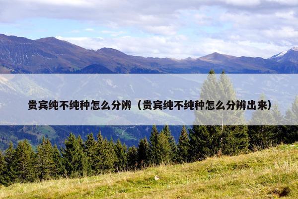 贵宾纯不纯种怎么分辨（贵宾纯不纯种怎么分辨出来）