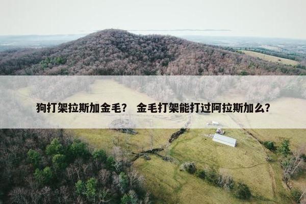 狗打架拉斯加金毛？ 金毛打架能打过阿拉斯加么？