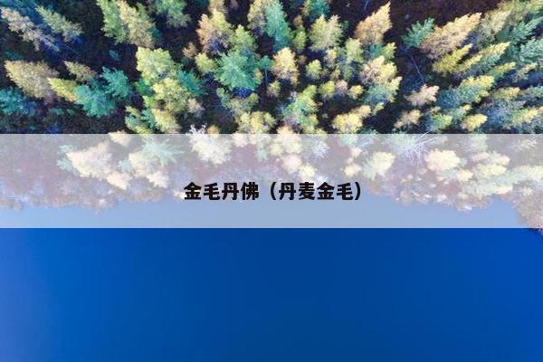 金毛丹佛（丹麦金毛）