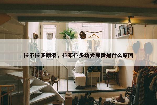 拉不拉多尿液，拉布拉多幼犬尿黄是什么原因