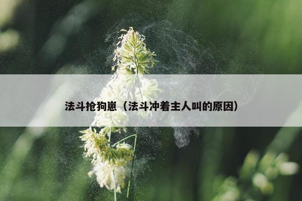 法斗抢狗崽（法斗冲着主人叫的原因）