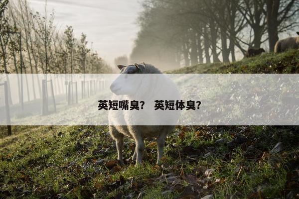 英短嘴臭？ 英短体臭？