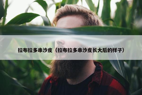 拉布拉多串沙皮（拉布拉多串沙皮长大后的样子）