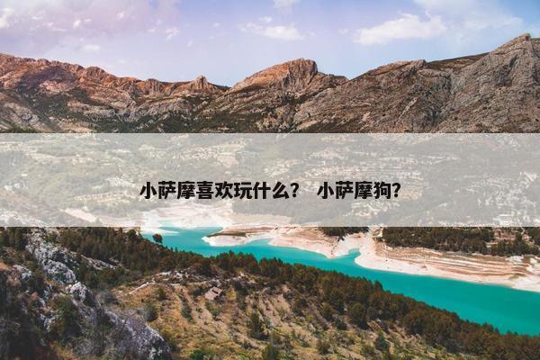 小萨摩喜欢玩什么？ 小萨摩狗？