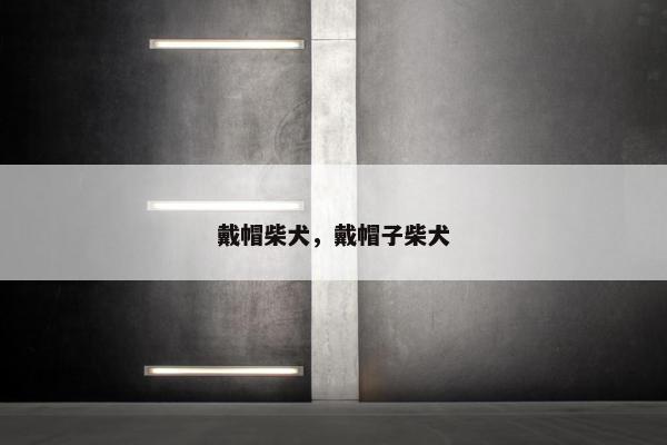 戴帽柴犬，戴帽子柴犬