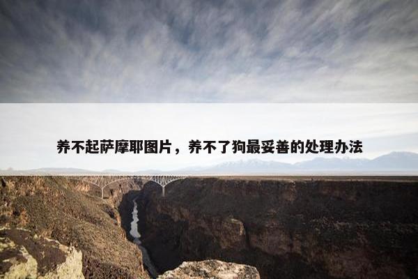 养不起萨摩耶图片,养不了狗最妥善的处理办法