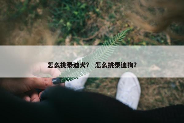 怎么挑泰迪犬？ 怎么挑泰迪狗？