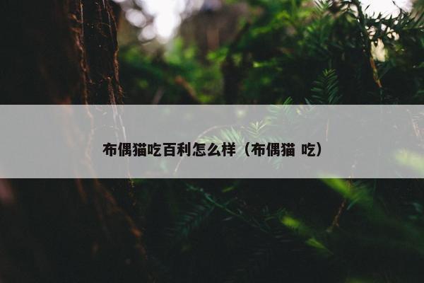 布偶猫吃百利怎么样（布偶猫 吃）