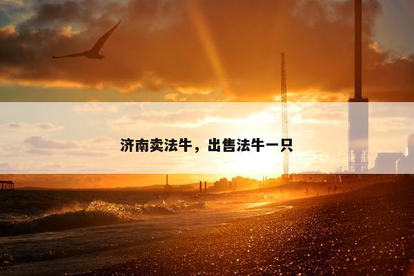 济南卖法牛，出售法牛一只