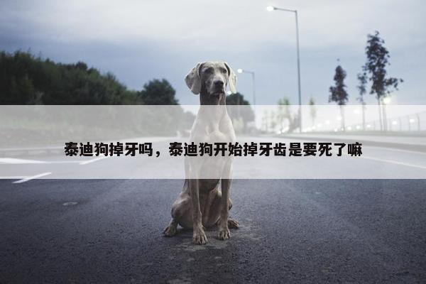 泰迪狗掉牙吗，泰迪狗开始掉牙齿是要死了嘛