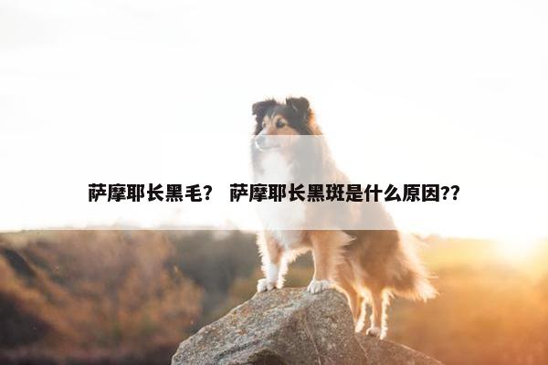 萨摩耶长黑毛? 萨摩耶长黑斑是什么原因??