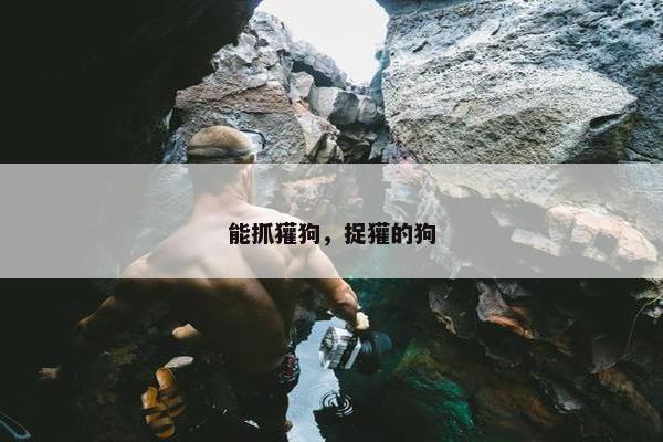 能抓獾狗，捉獾的狗