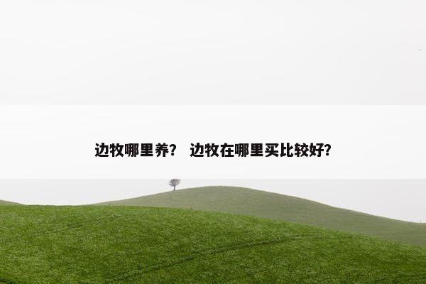 边牧哪里养？ 边牧在哪里买比较好？