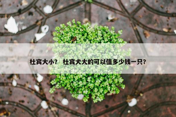 杜宾大小？ 杜宾犬大的可以值多少钱一只？