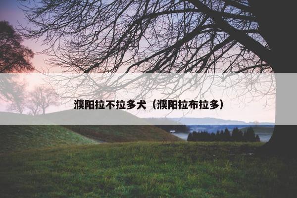 濮阳拉不拉多犬（濮阳拉布拉多）