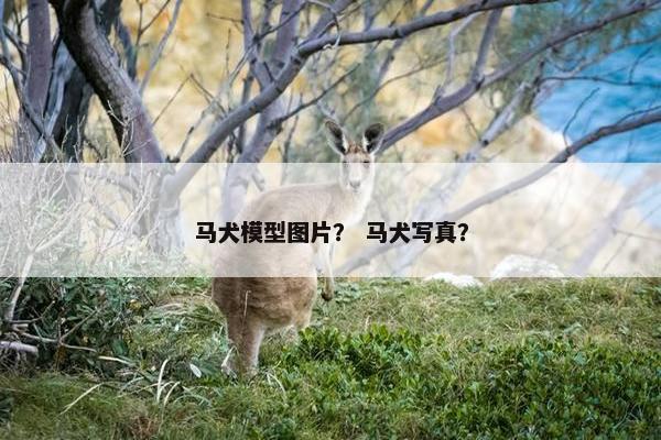 马犬模型图片? 马犬写真?
