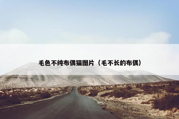 毛色不纯布偶猫图片（毛不长的布偶）