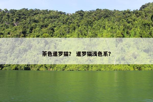 茶色暹罗猫？ 暹罗猫浅色系？