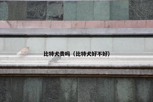 比特犬贵吗（比特犬好不好）