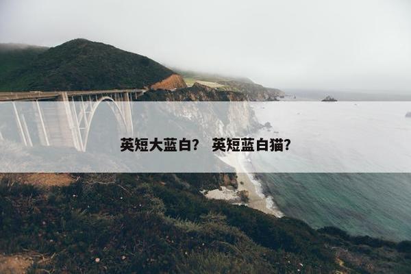英短大蓝白？ 英短蓝白猫？