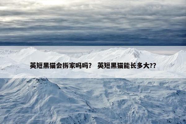 英短黑猫会拆家吗吗？ 英短黑猫能长多大?？