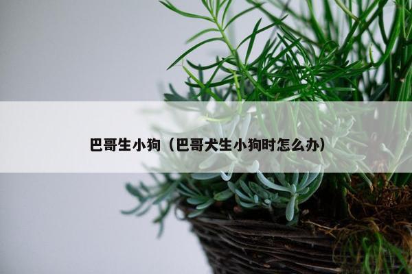 巴哥生小狗（巴哥犬生小狗时怎么办）