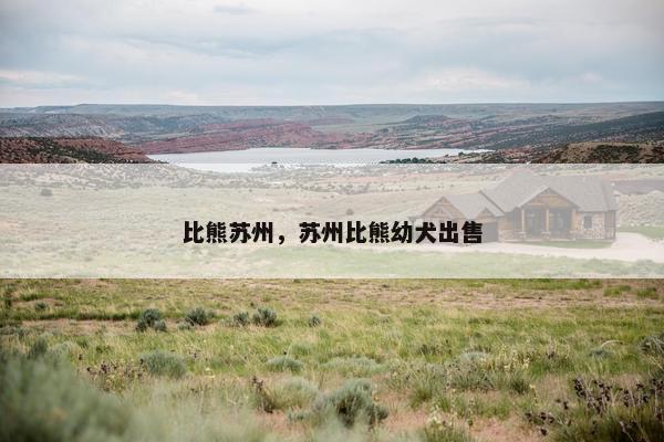 比熊苏州,苏州比熊幼犬出售