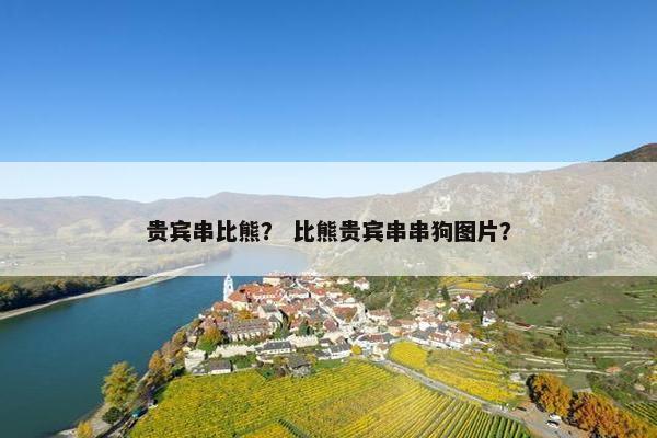 贵宾串比熊? 比熊贵宾串串狗图片? 贵宾串比熊? 比熊贵宾串串狗图片?