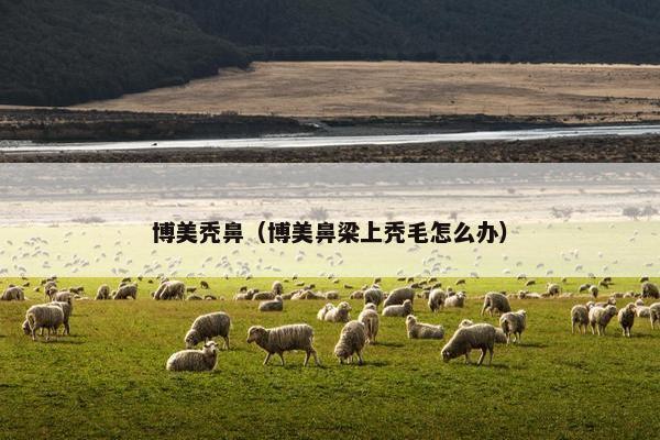 博美秃鼻（博美鼻梁上秃毛怎么办）