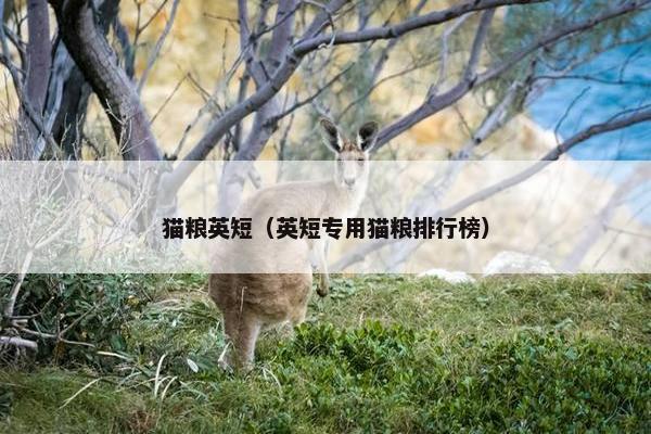 猫粮英短(英短专用猫粮排行榜)