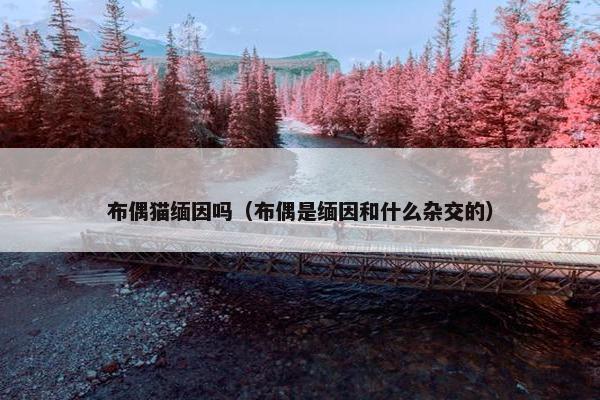 布偶猫缅因吗（布偶是缅因和什么杂交的）