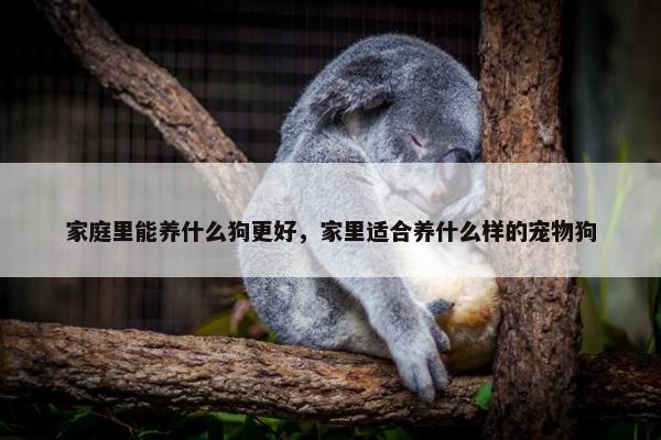 家庭里能养什么狗更好，家里适合养什么样的宠物狗