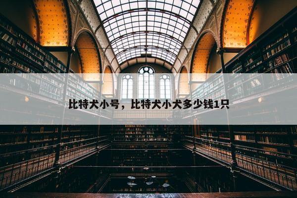 比特犬小号,比特犬小犬多少钱1只 比特犬小号,比特犬小犬多少钱1只