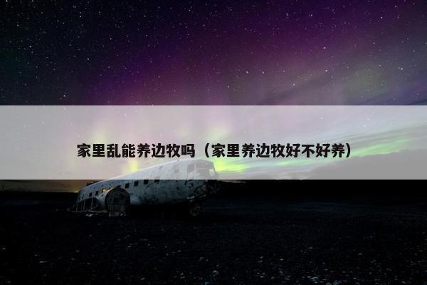 家里乱能养边牧吗（家里养边牧好不好养）