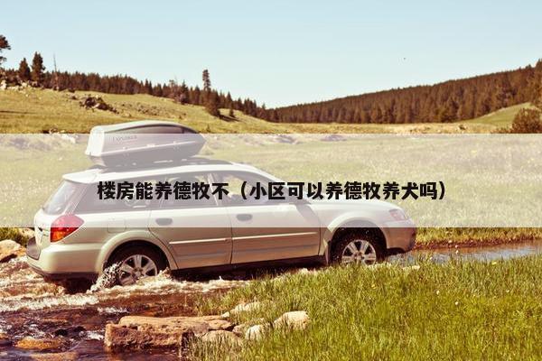 楼房能养德牧不（小区可以养德牧养犬吗）