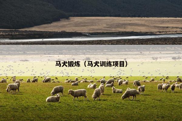 马犬锻炼（马犬训练项目）