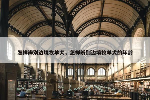 怎样辨别边境牧羊犬，怎样辨别边境牧羊犬的年龄